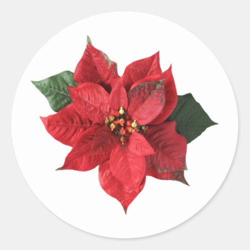 Red Poinsettia on white Christmas Sticker