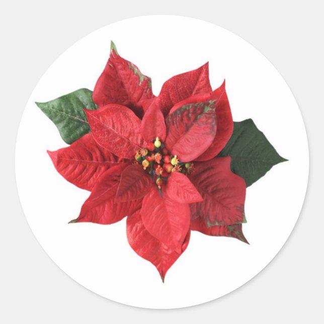 Red Poinsettia on white Christmas Sticker (Front)