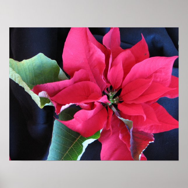 Red Poinsettia Poster (Front)