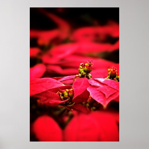 Red Poinsettias Flowers Poster