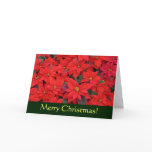 Red Poinsettias I Christmas Card (Blank Inside)