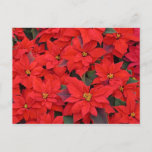 Red Poinsettias I Christmas Holiday Floral Photo