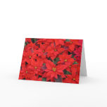 Red Poinsettias I Christmas Holiday Floral Photo