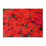 Red Poinsettias I Christmas Holiday Floral Photo Acrylic Print