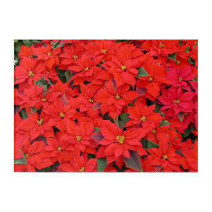 Red Poinsettias I Christmas Holiday Floral Photo Acrylic Print