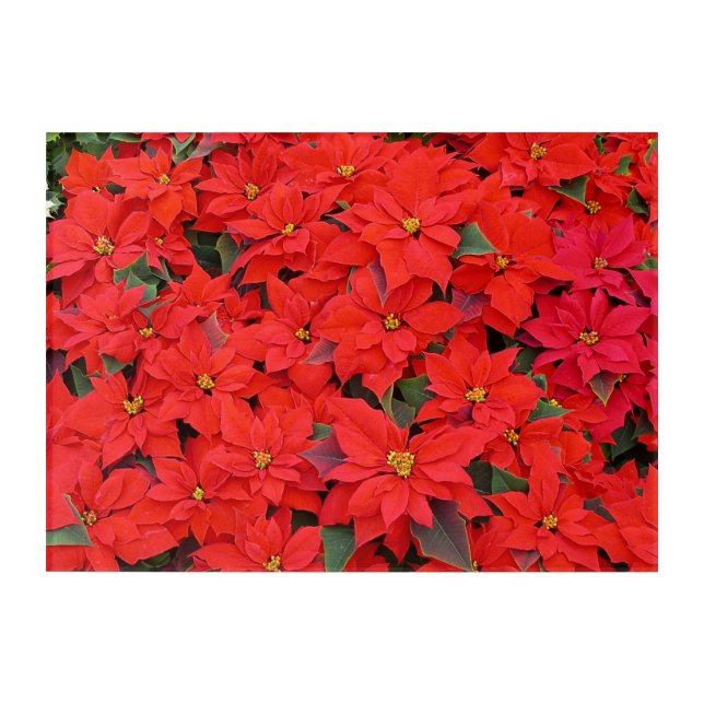 Red Poinsettias I Christmas Holiday Floral Photo Acrylic Print (Front)