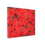Red Poinsettias I Christmas Holiday Floral Photo Canvas Print
