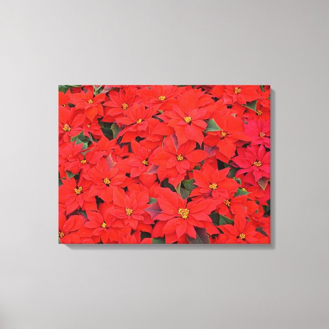 Red Poinsettias I Christmas Holiday Floral Photo Canvas Print (Front)