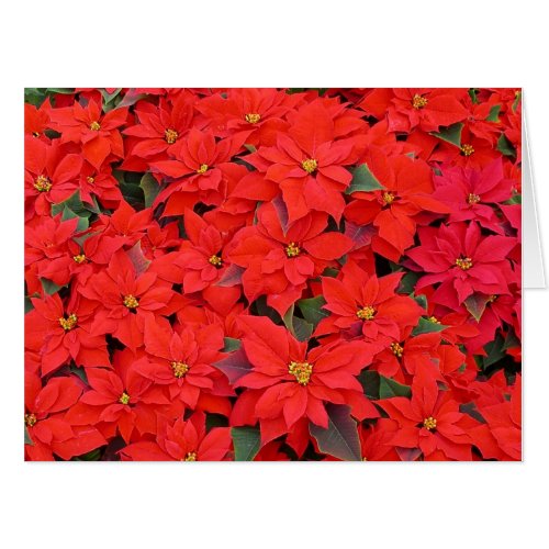 Red Poinsettias I Christmas Holiday Floral Photo Card