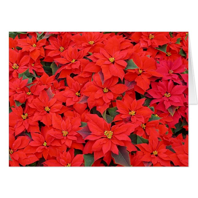 Red Poinsettias I Christmas Holiday Floral Photo Card (Front Horizontal)