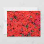 Red Poinsettias I Christmas Holiday Floral Photo Card