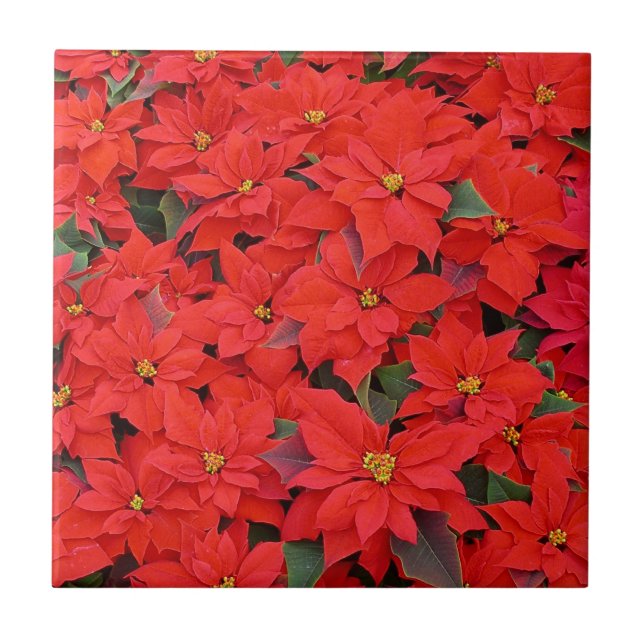 Red Poinsettias I Christmas Holiday Floral Photo Ceramic Tile (Front)