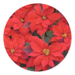Red Poinsettias I Christmas Holiday Floral Photo Classic Round Sticker