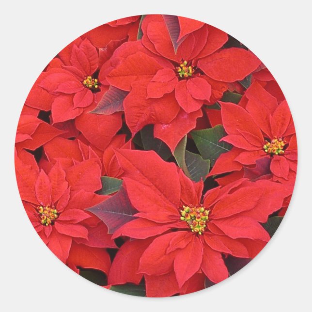 Red Poinsettias I Christmas Holiday Floral Photo Classic Round Sticker (Front)