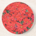 Red Poinsettias I Christmas Holiday Floral Photo Drink Coaster