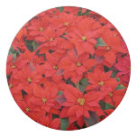 Red Poinsettias I Christmas Holiday Floral Photo Eraser