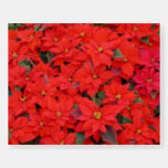 Red Poinsettias I Christmas Holiday Floral Photo Foam Board