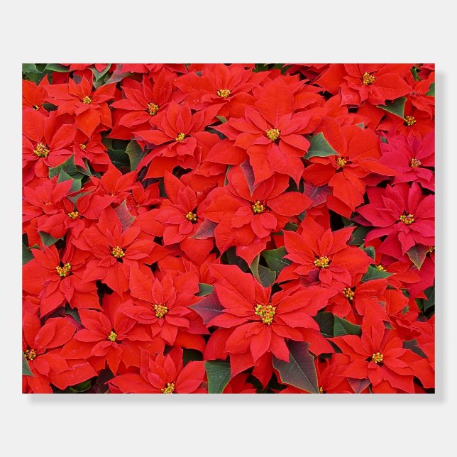 Red Poinsettias I Christmas Holiday Floral Photo Foam Board (Front)