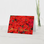 Red Poinsettias I Christmas Holiday Floral Photo Foil Greeting Card