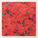 Red Poinsettias I Christmas Holiday Floral Photo Glass Coaster