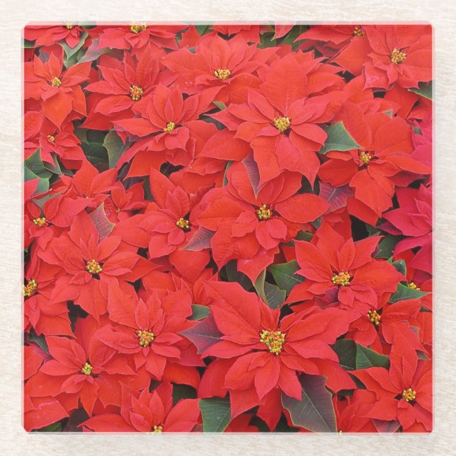 Red Poinsettias I Christmas Holiday Floral Photo Glass Coaster (Front)