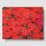 Red Poinsettias I Christmas Holiday Floral Photo Guest Book
