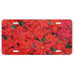 Red Poinsettias I Christmas Holiday Floral Photo License Plate