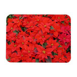 Red Poinsettias I Christmas Holiday Floral Photo Magnet