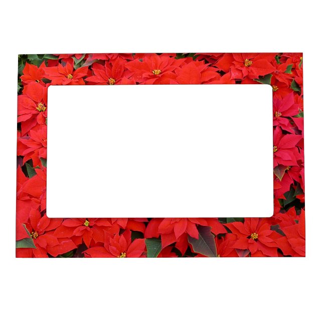 Red Poinsettias I Christmas Holiday Floral Photo Magnetic Photo Frame (Front)