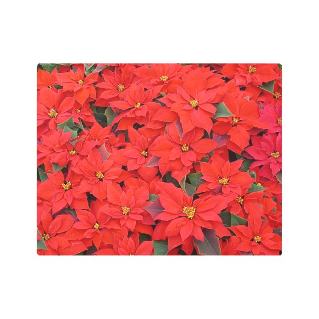 Red Poinsettias I Christmas Holiday Floral Photo Metal Print (Front)