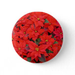 Red Poinsettias I Christmas Holiday Floral Photo Pinback Button