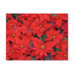 Red Poinsettias I Christmas Holiday Floral Photo Postcard