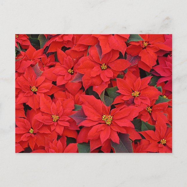 Red Poinsettias I Christmas Holiday Floral Photo Postcard (Front)