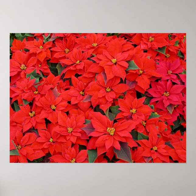 Red Poinsettias I Christmas Holiday Floral Photo Poster (Front)