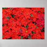 Red Poinsettias I Christmas Holiday Floral Photo Poster