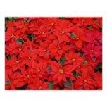 Red Poinsettias I Christmas Holiday Floral Photo Poster