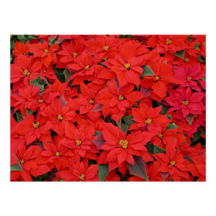 Red Poinsettias I Christmas Holiday Floral Photo Poster
