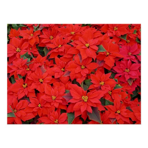 Red Poinsettias I Christmas Holiday Floral Photo Poster
