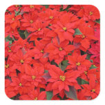 Red Poinsettias I Christmas Holiday Floral Photo Square Sticker