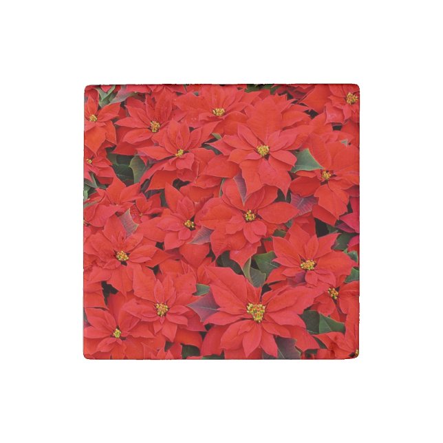 Red Poinsettias I Christmas Holiday Floral Photo Stone Magnet (Front)