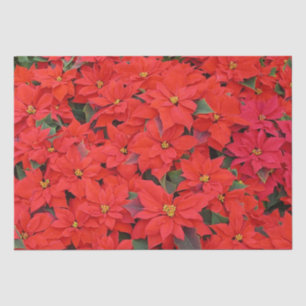 Red Poinsettias I Christmas Holiday Floral Photo Tissue Paper