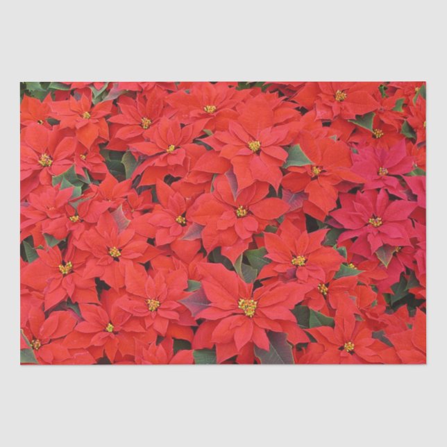 Red Poinsettias I Christmas Holiday Floral Photo Tissue Paper (Front)