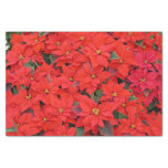 Red Poinsettias I Christmas Holiday Floral Photo Tissue Paper