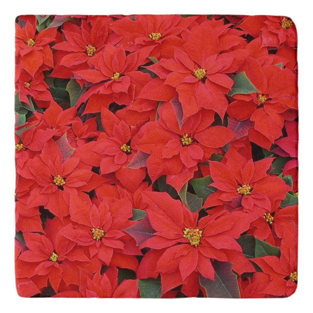 Red Poinsettias I Christmas Holiday Floral Photo Trivet (Front)