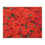 Red Poinsettias I Christmas Holiday Floral Photo Wood Wall Decor