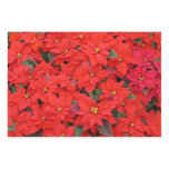 Red Poinsettias I Christmas Holiday Floral Photo Wrapping Paper Sheets