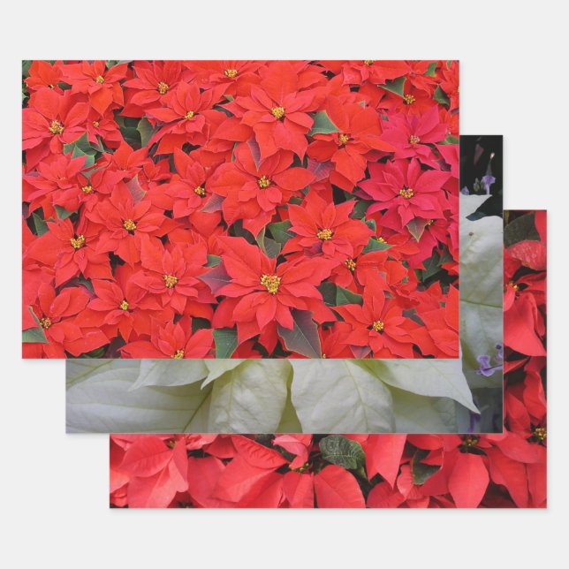 Red Poinsettias I Christmas Holiday Floral Photo Wrapping Paper Sheets (Set)