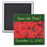 Red Poinsettias I Save the Date Magnet