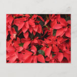 Red Poinsettias II Christmas Holiday Floral