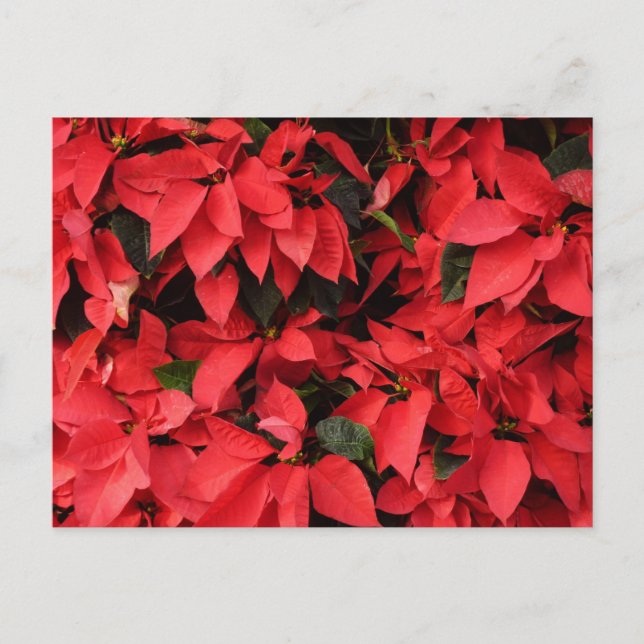 Red Poinsettias II Christmas Holiday Floral (Front)